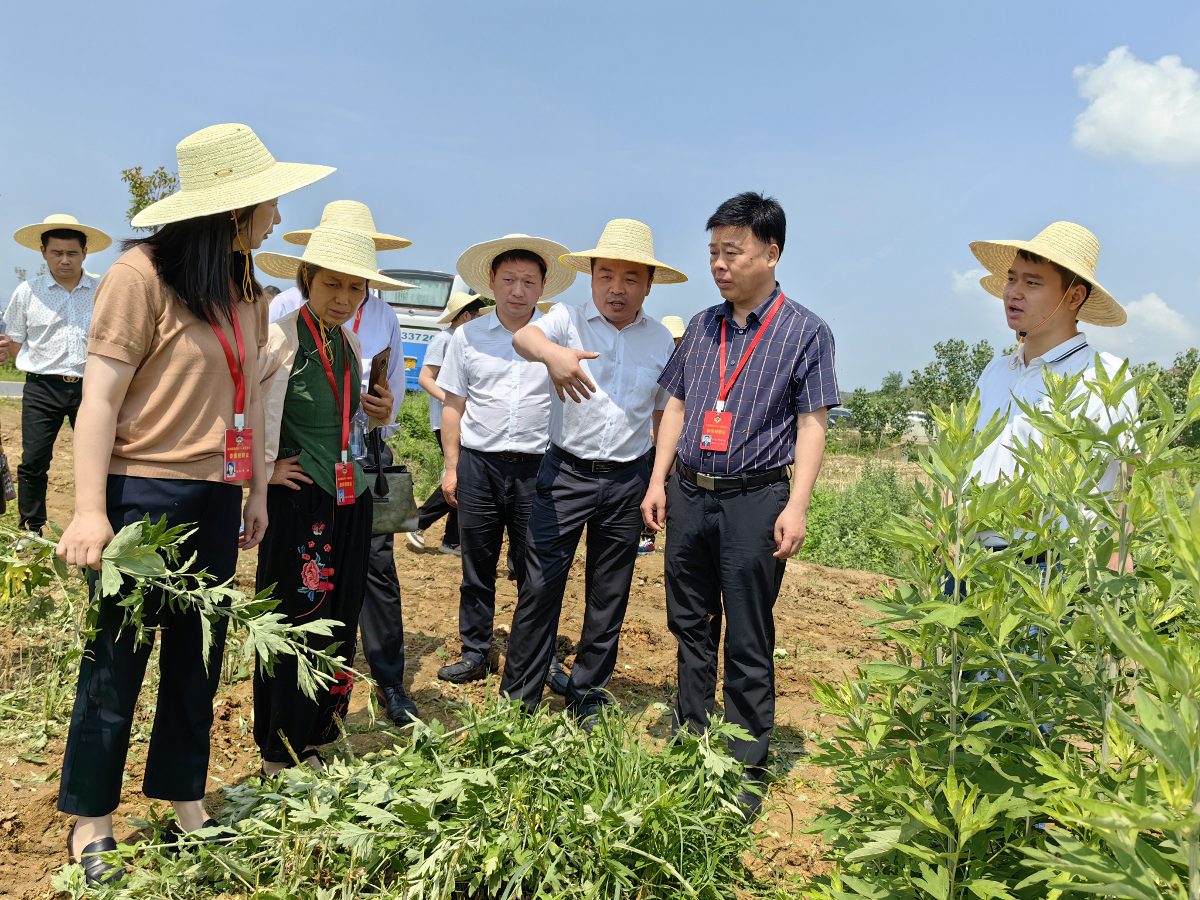 第6張：2023年5月9日，蘄春縣政協(xié)組織委員在彭思鎮(zhèn)蘄艾基地調(diào)研視察蘄艾收割機械化工作.jpg